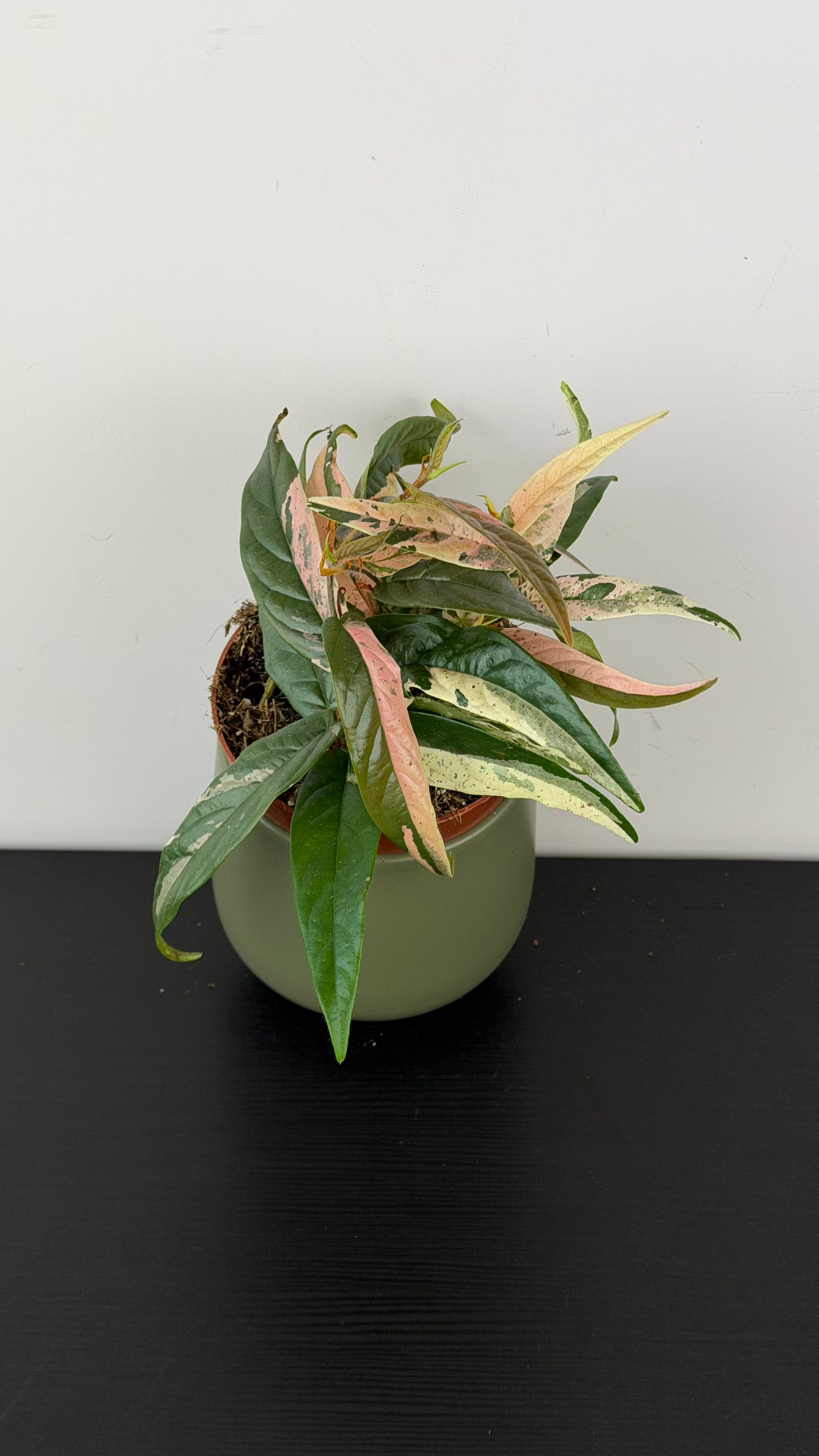 Ficus sagittata variegata pink