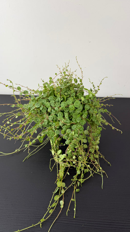 Peperomia prostrata