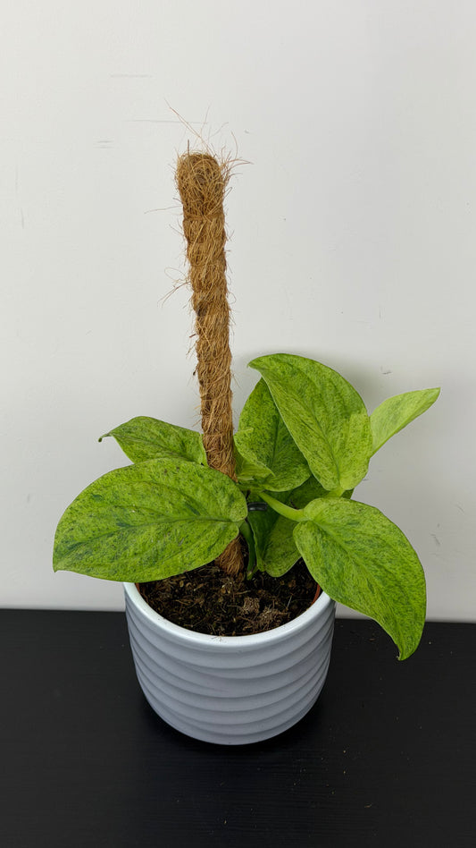 Rhaphidophora korthalsii Marble Aurea