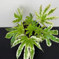 Aralia Variegata