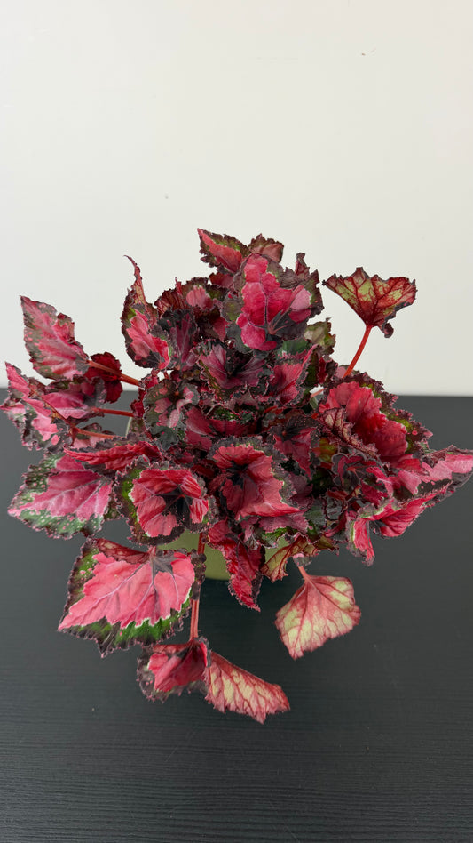 Begonia Beleaf 3