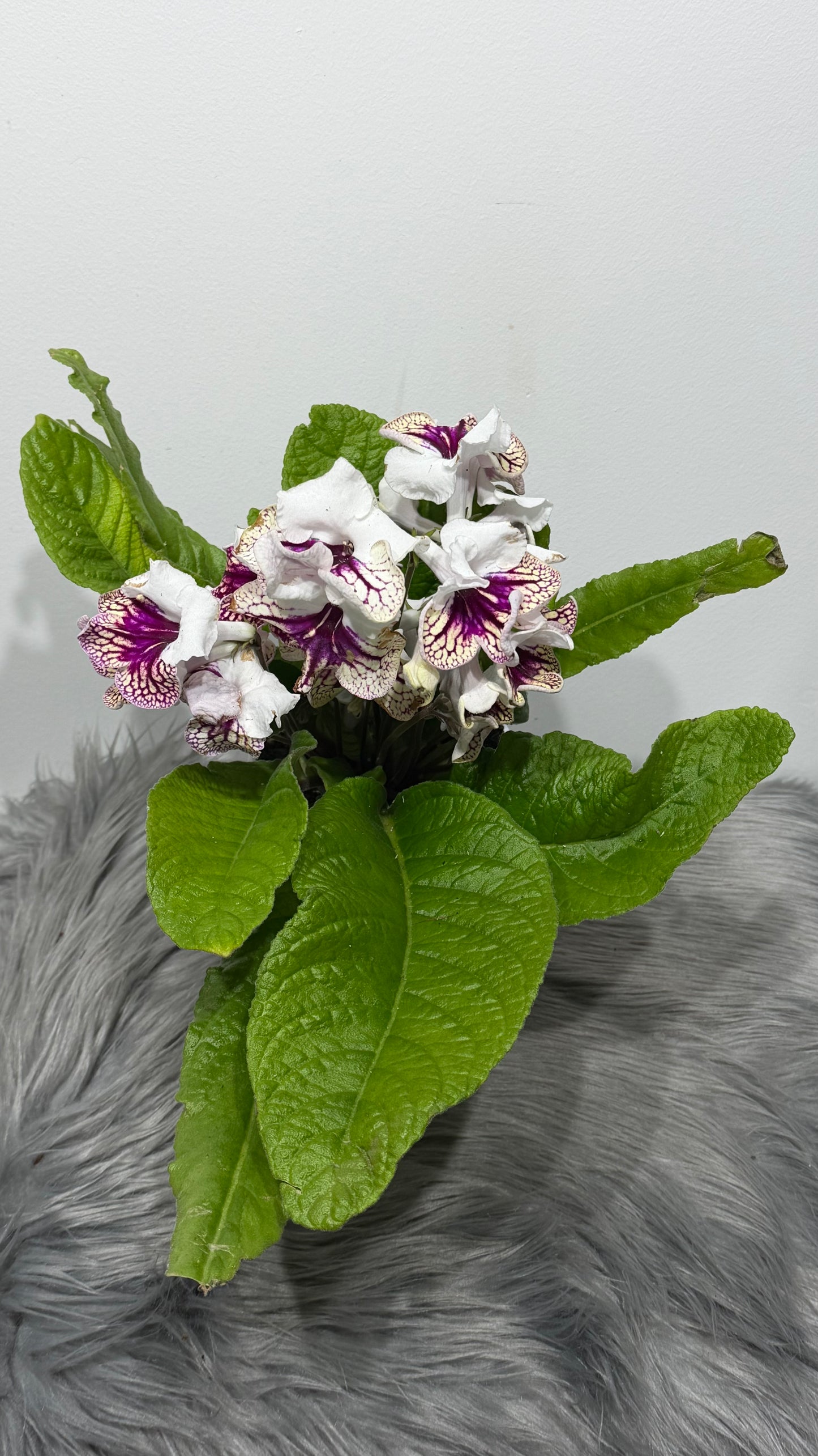 Streptocarpus 1
