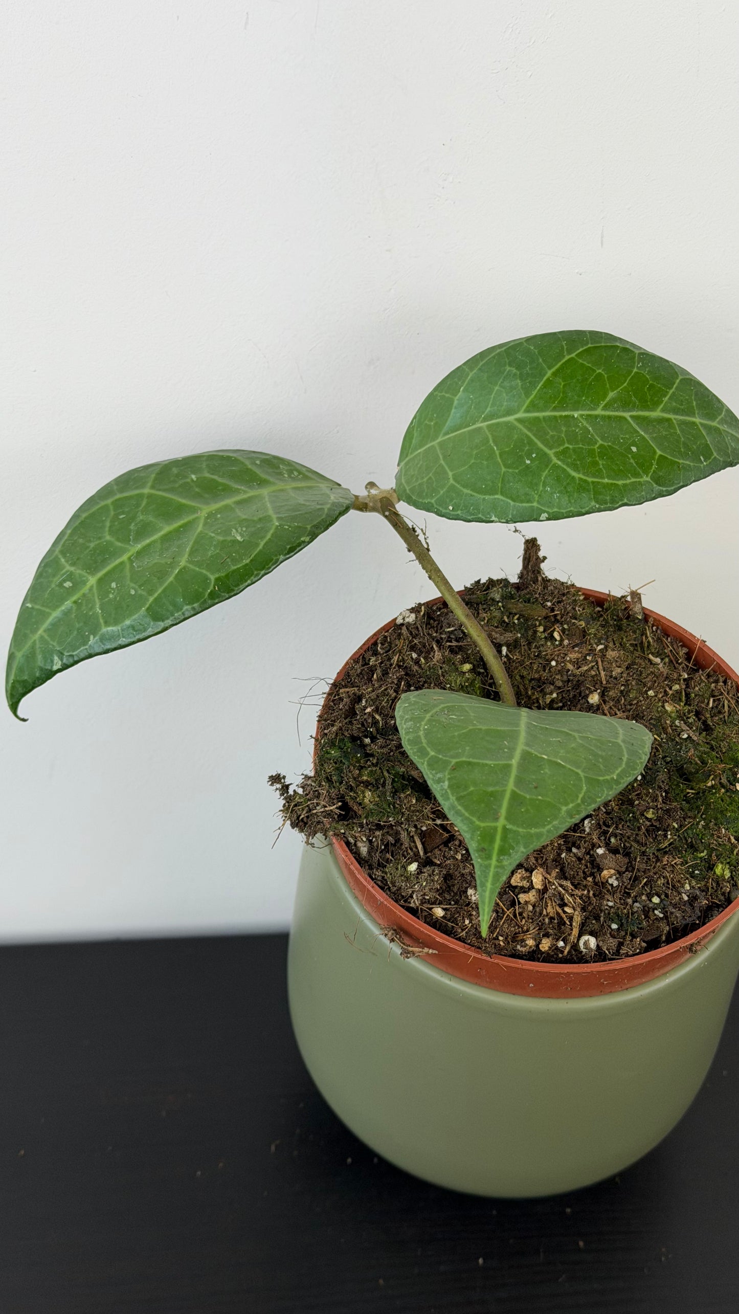 Hoya verticillata Lampung