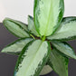 Aglaonema Silver Blue