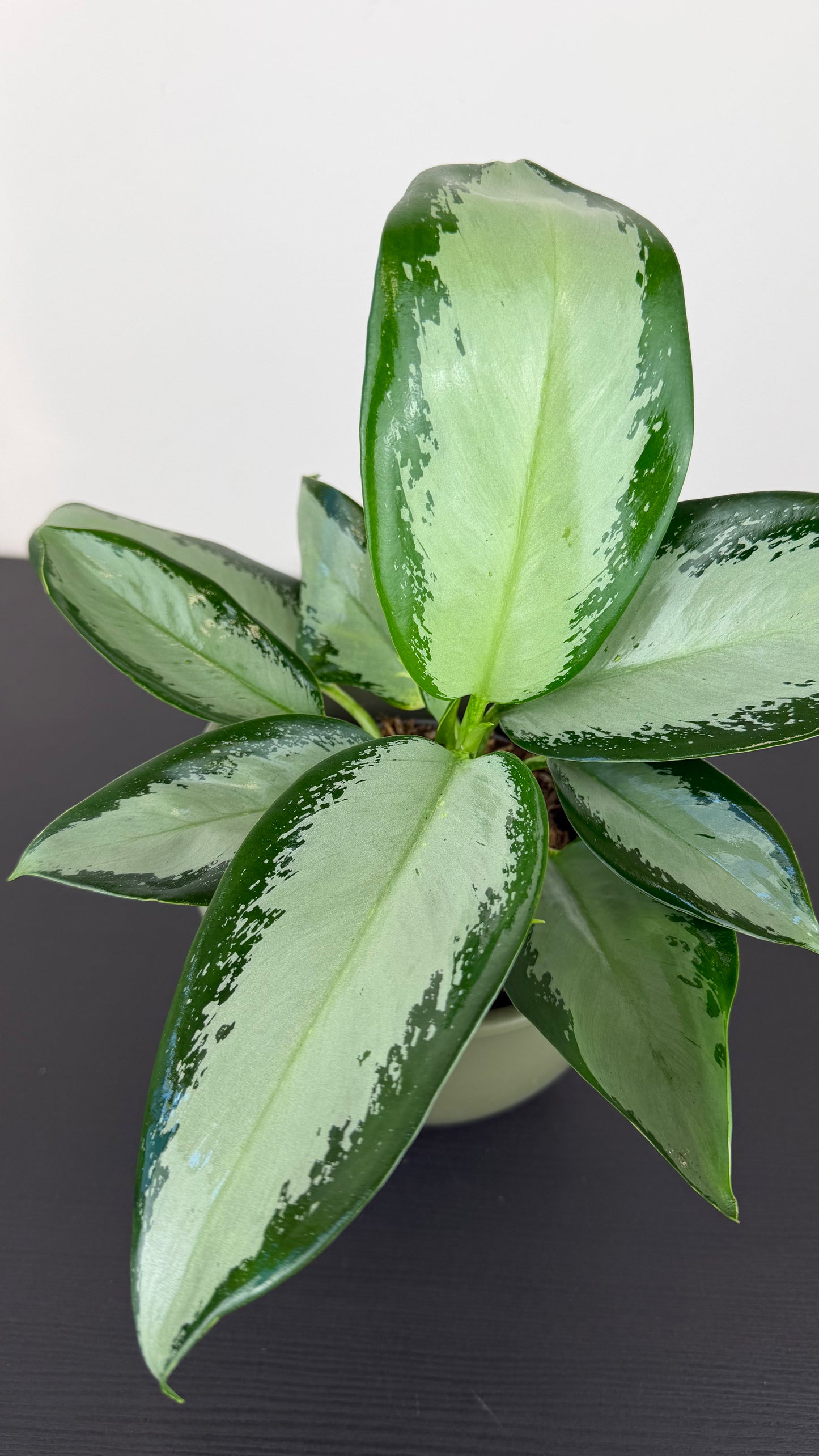 Aglaonema Silver Blue