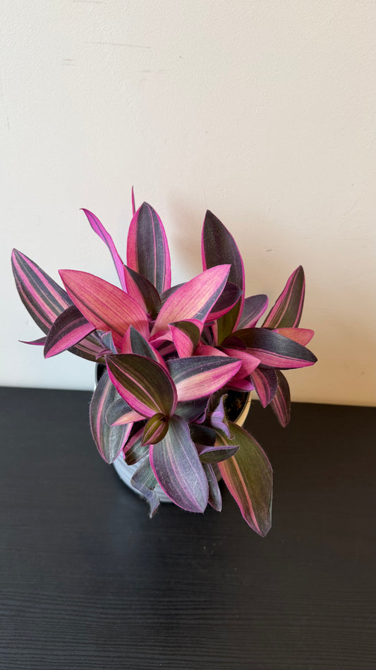 Tradescantia Purple Heart