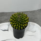 Gymnocalycium Spineless