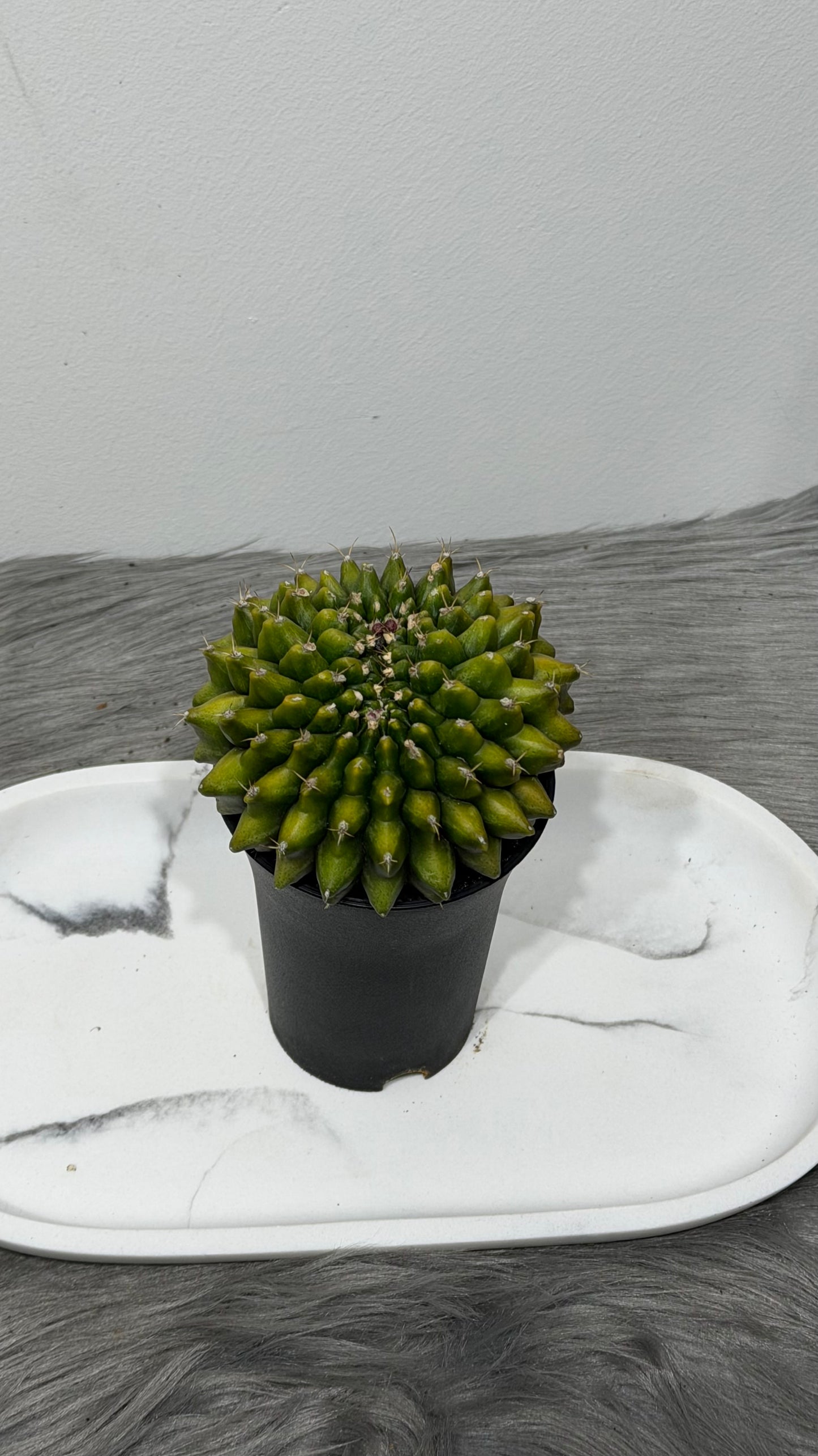 Gymnocalycium Spineless