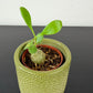 Hydnophytum Papuanum