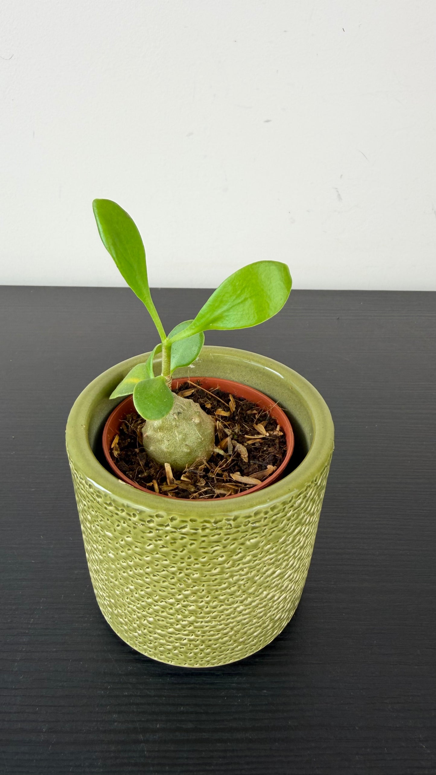 Hydnophytum Papuanum