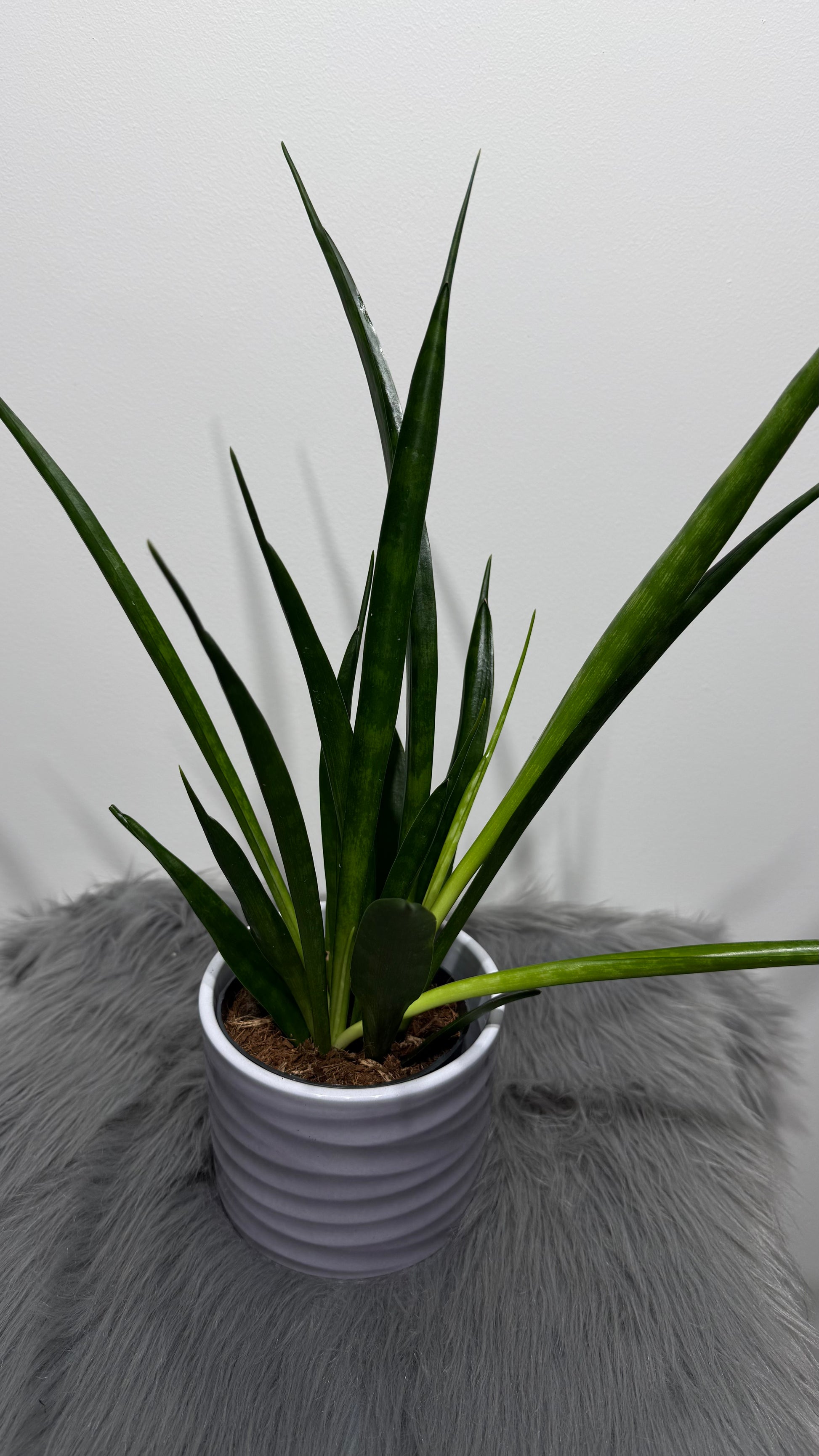 sansevieria uganda Sansevieria 10 – www.augi-plants.lv