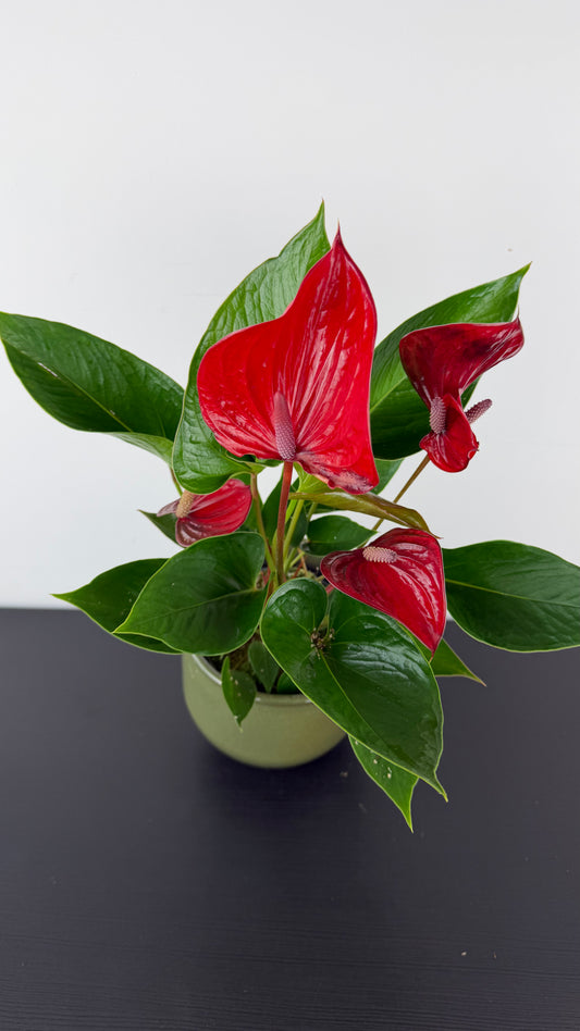 Anthurium Red
