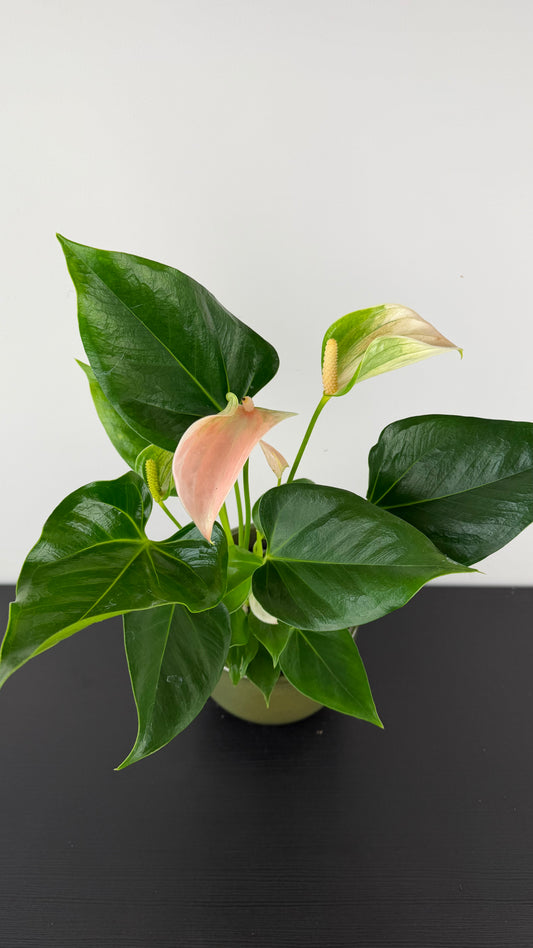 Anthurium Pink/white