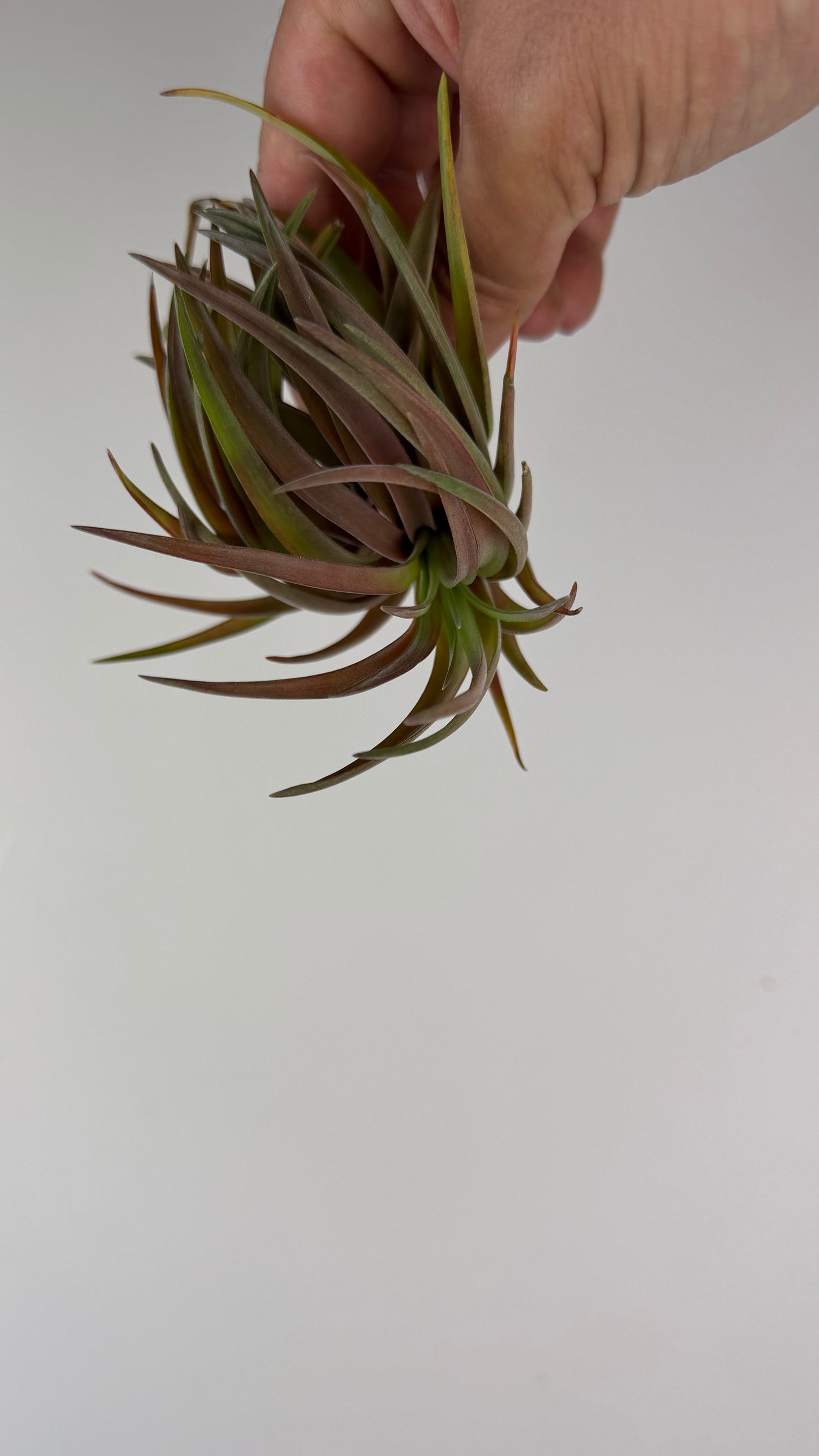 Tillandsia Air plant 8