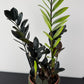 Zamioculcas Raven