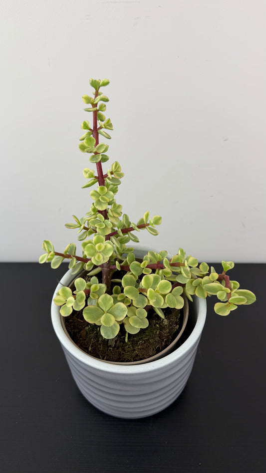 Crassula 10
