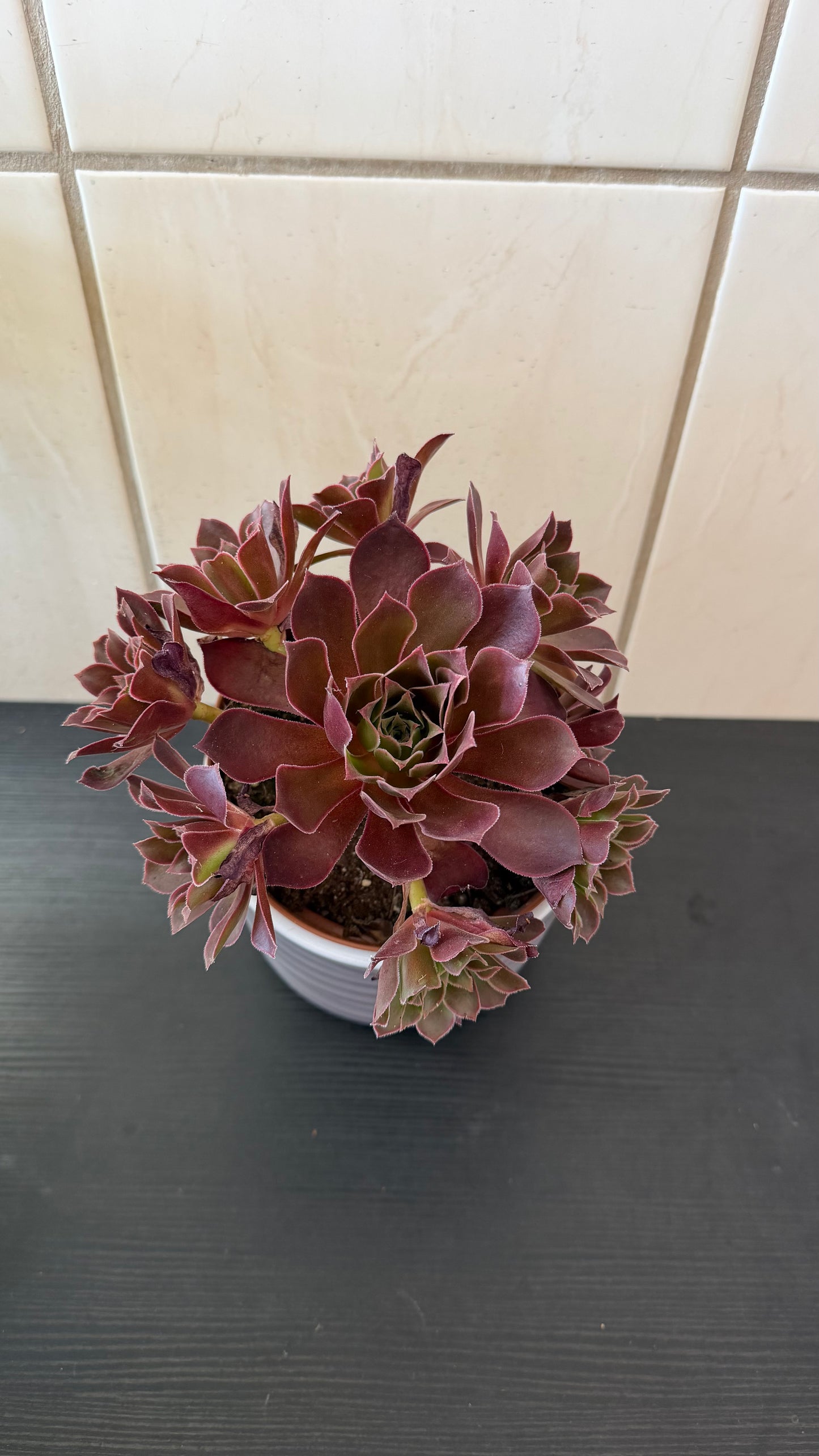 Aeonium 5