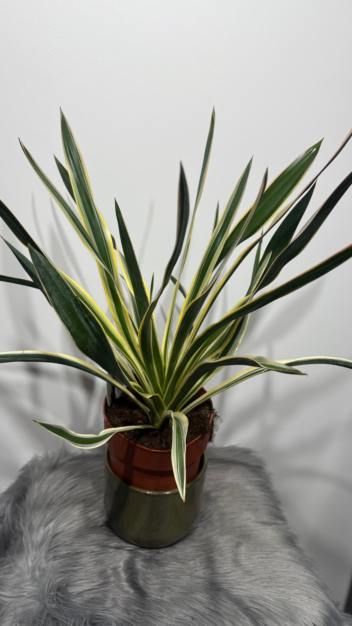 Yucca Variegata
