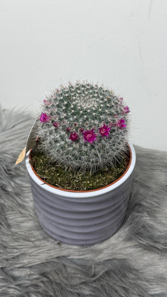 Cactus Bloeiend