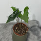 Alocasia nycteris Bat Wing