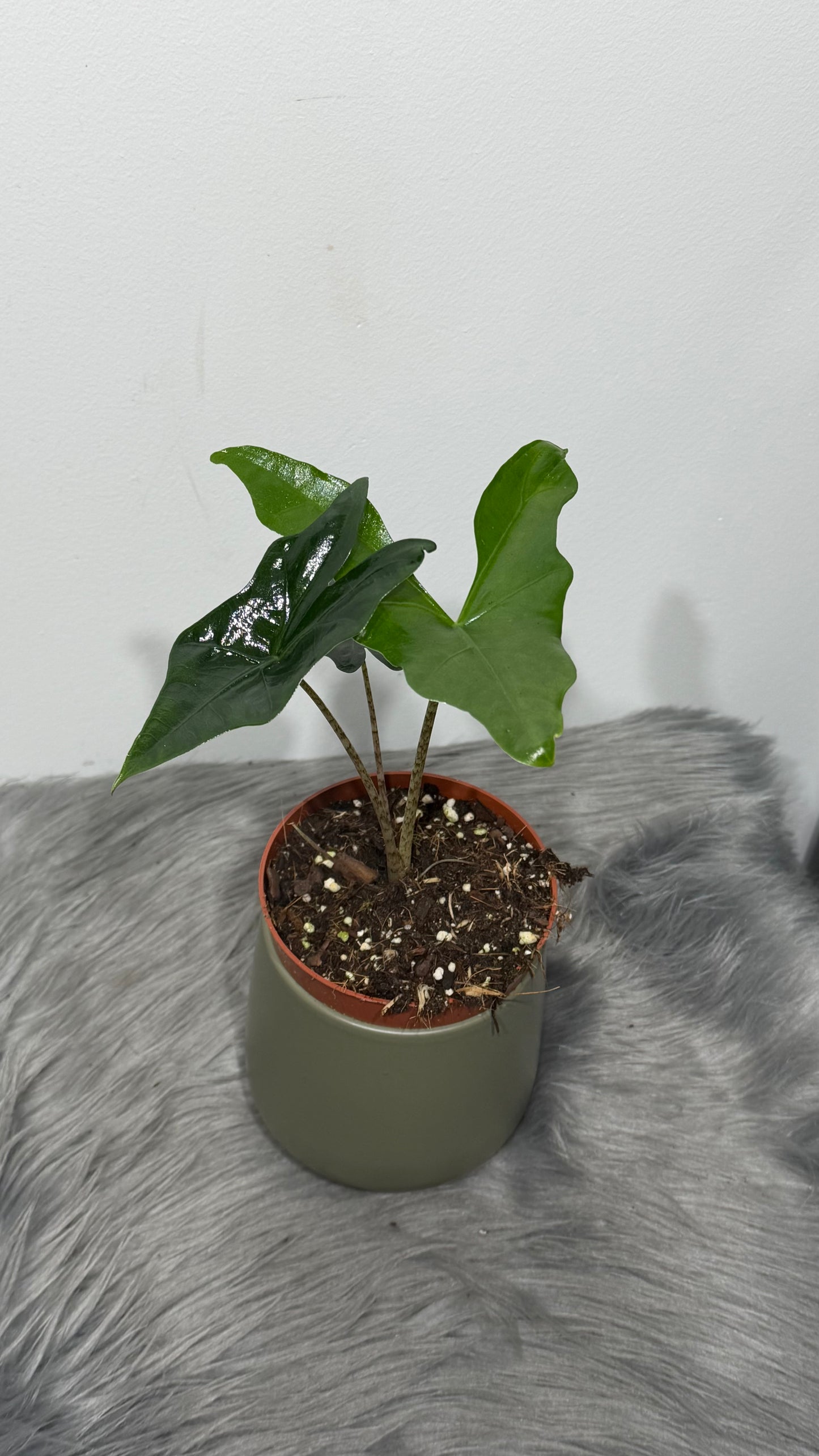 Alocasia nycteris Bat Wing