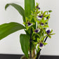 Zygopetalum Louisendorf