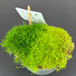 Sagina subulata