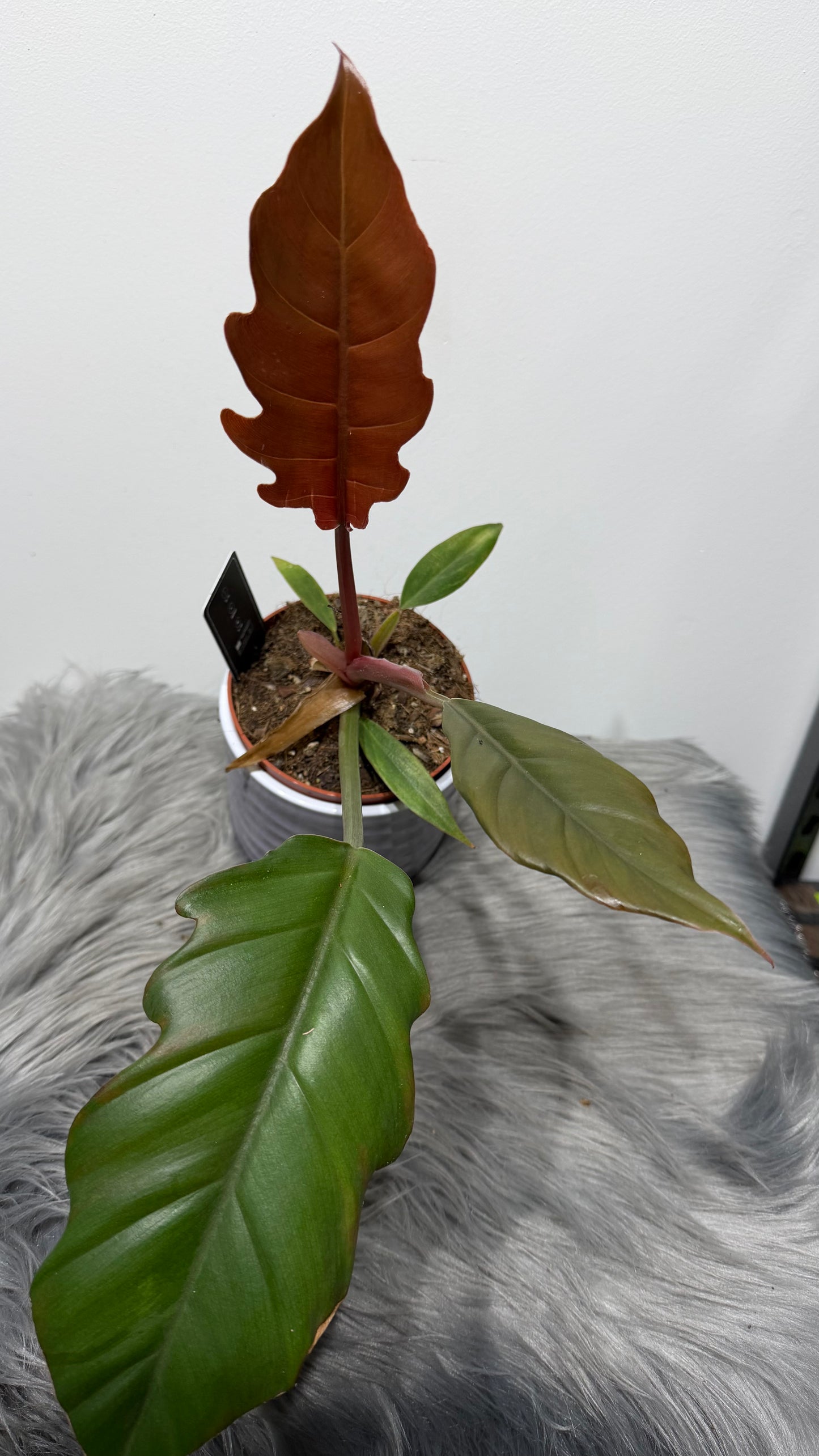 Philodendron Bipinnatifidum