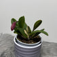 Cattleya Mix