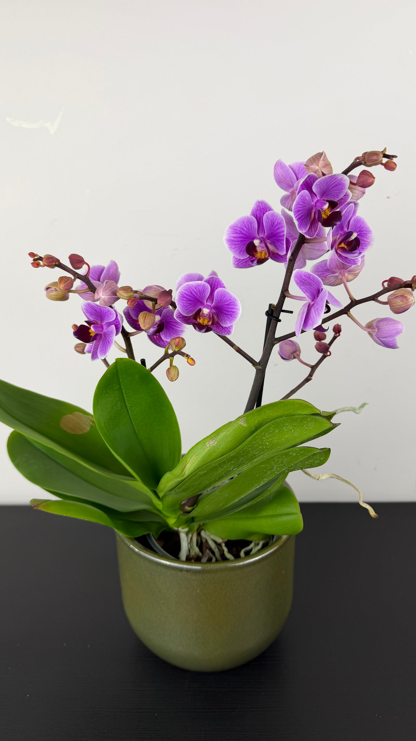 Phalaenopsis Violeta