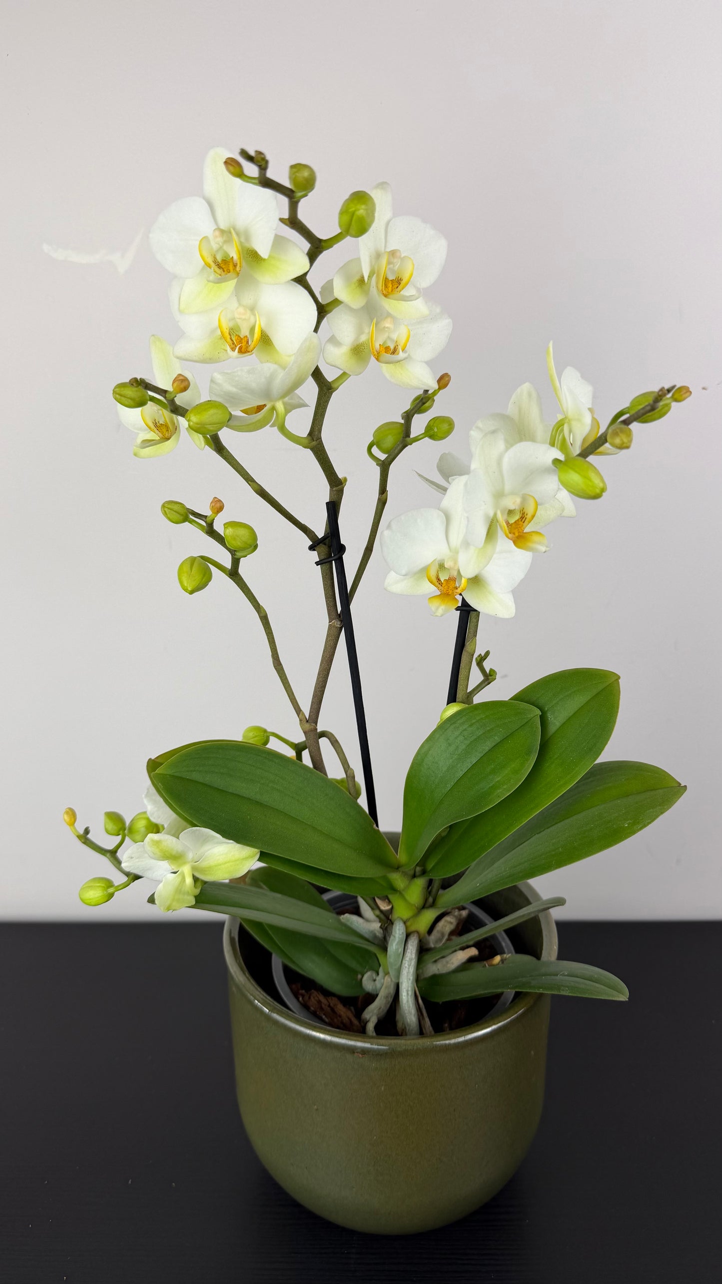Phalaenopsis White