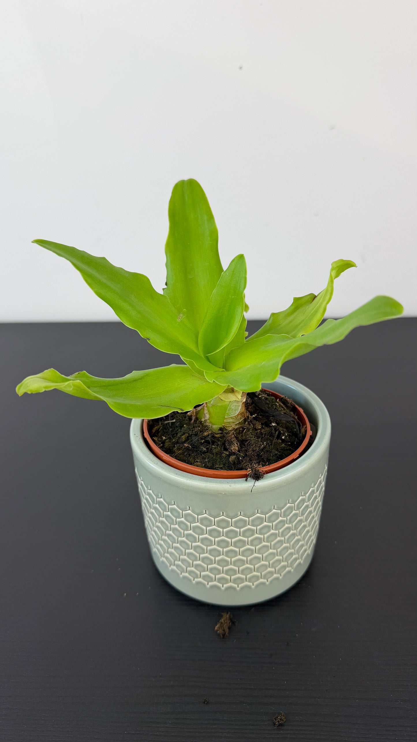 Ledebouria Concolor