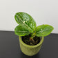 Aglaonema Tom’s Pride
