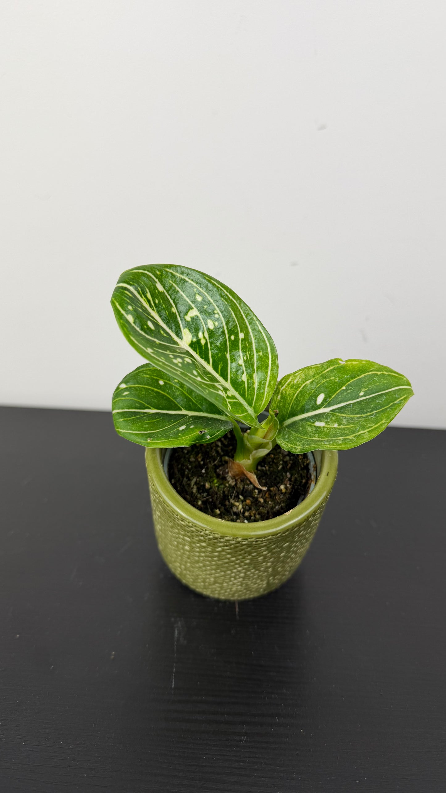 Aglaonema Tom’s Pride