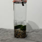 Marimo augs