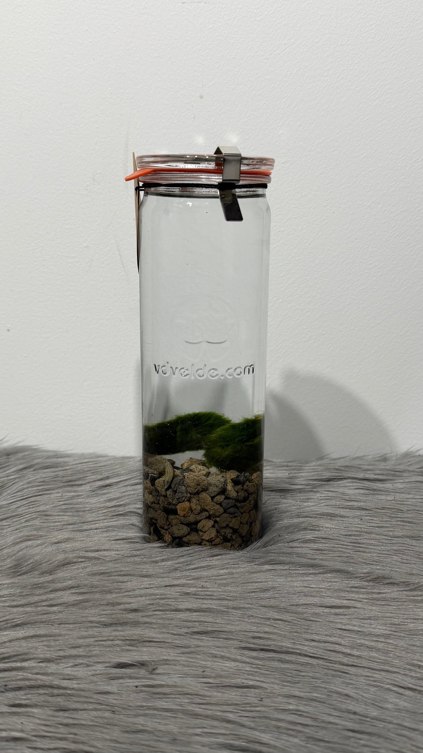 Marimo augs