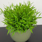Pogonatherum Monica