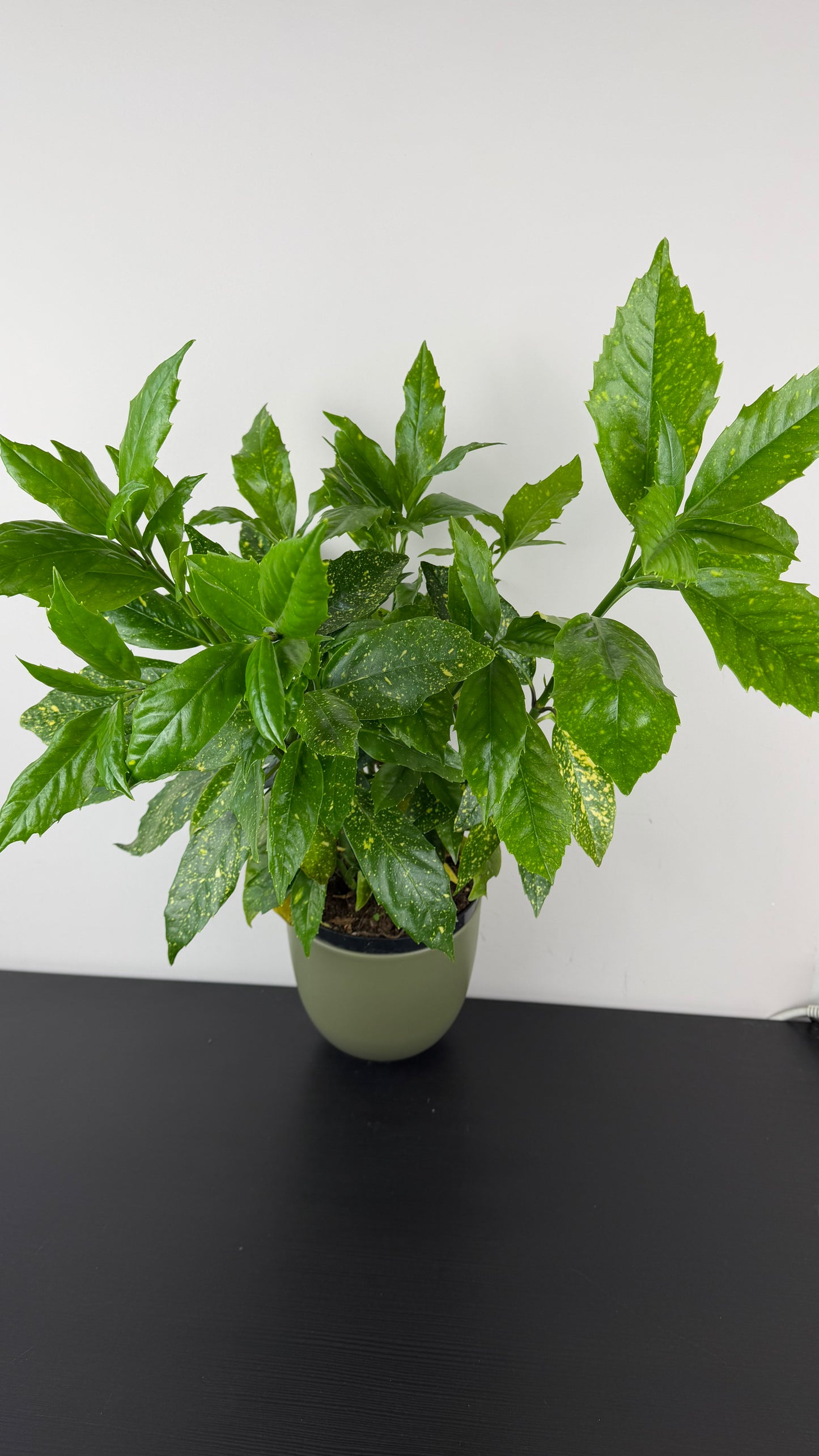 Aucuba japonica Crotonifoli
