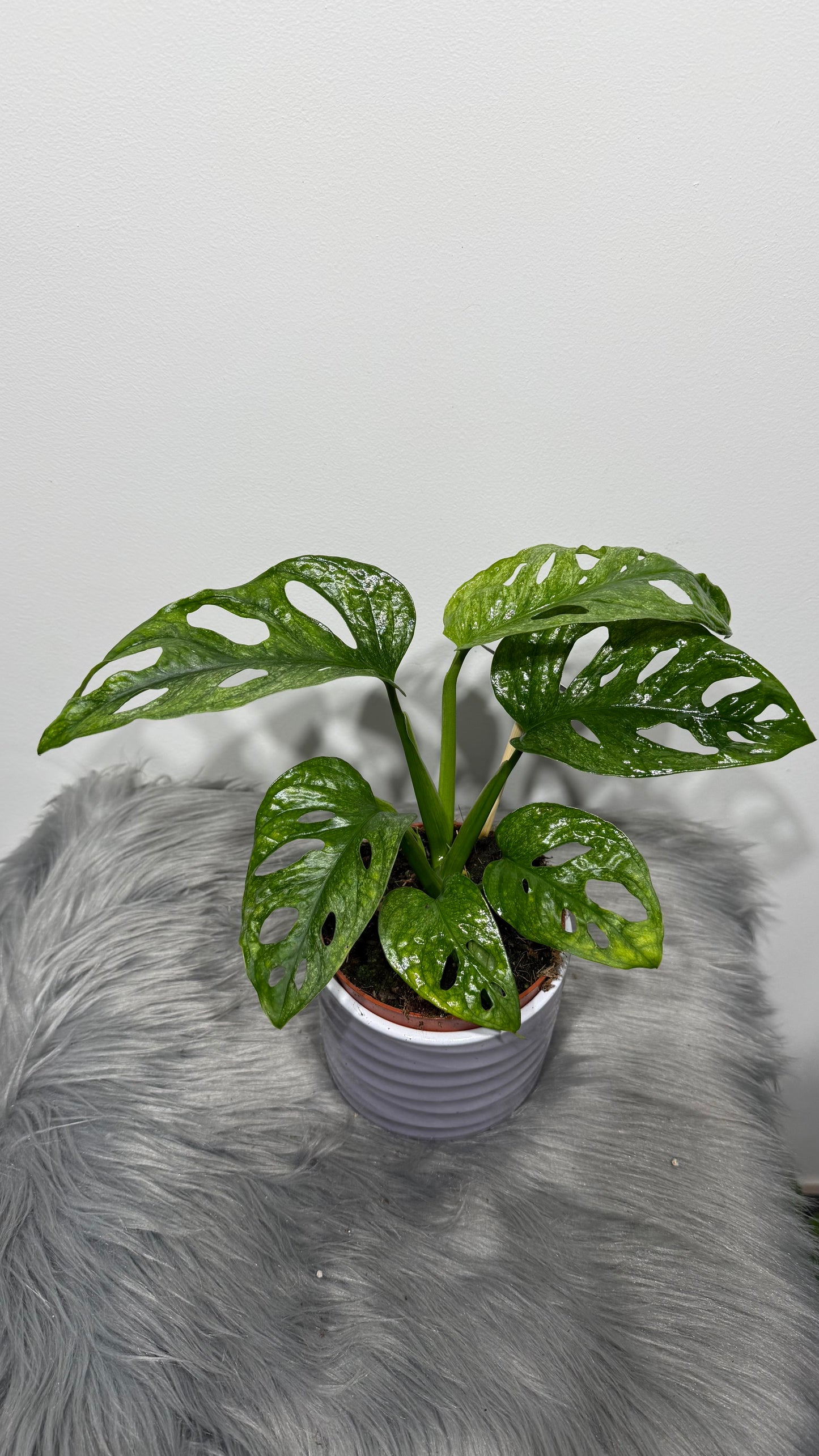 Monstera Adansonii mint