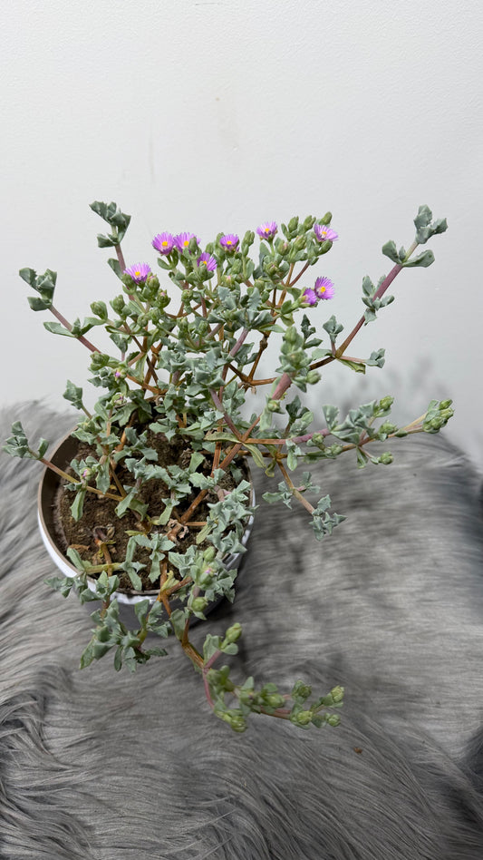 Crassula 7