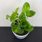 Epipremnum Global Green