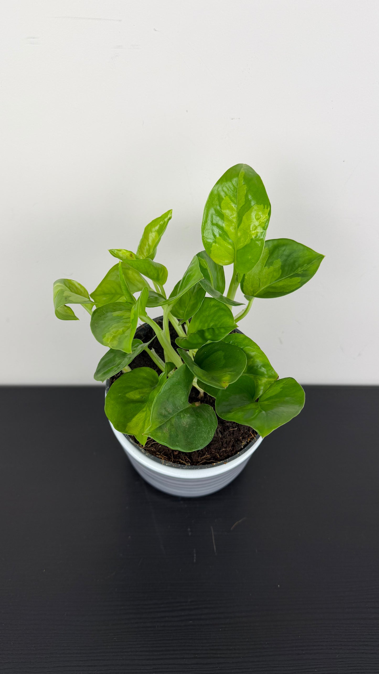 Epipremnum Global Green