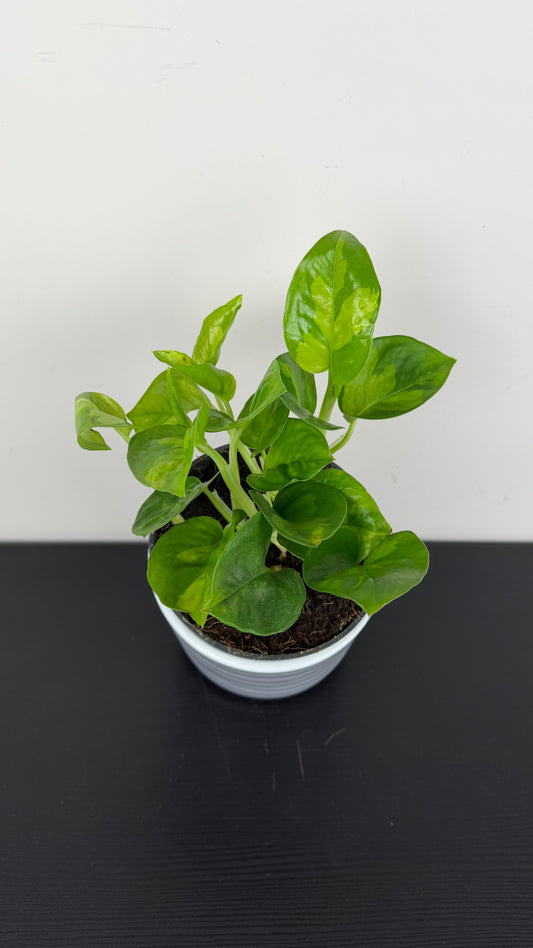 Epipremnum Global Green
