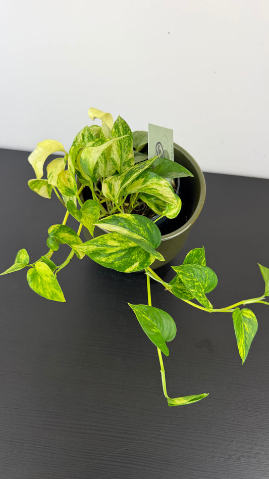 Epipremnum Churchill Gold