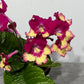 Streptocarpus 2