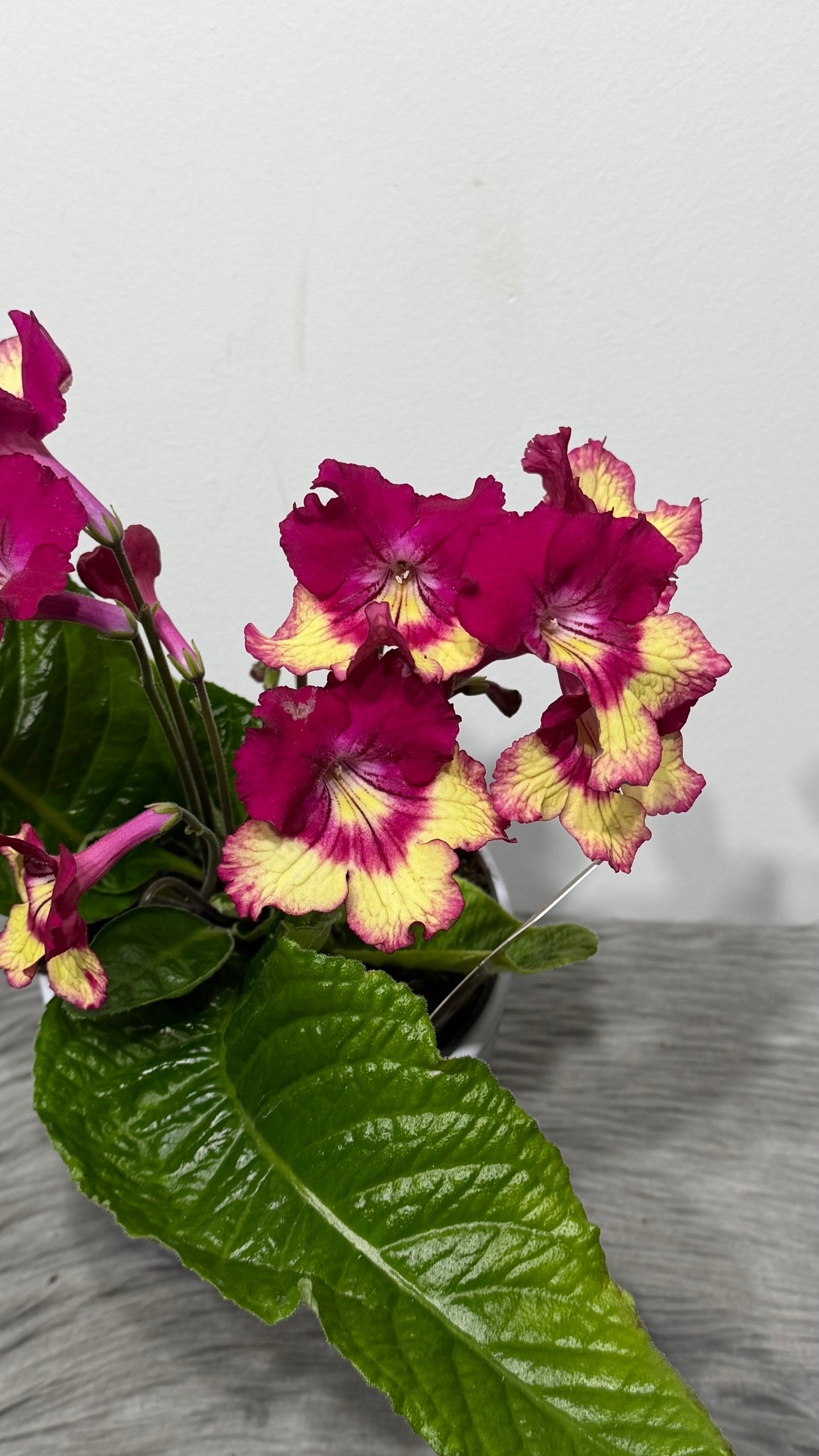 Streptocarpus 2