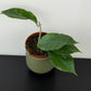 Hoya sp Aceh clone 12