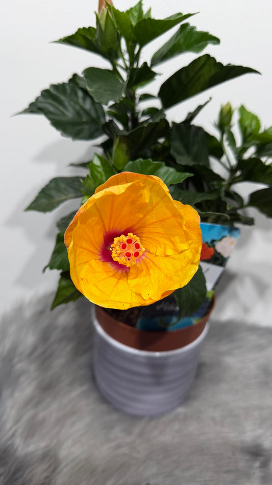 Hibiscus yellow/orange