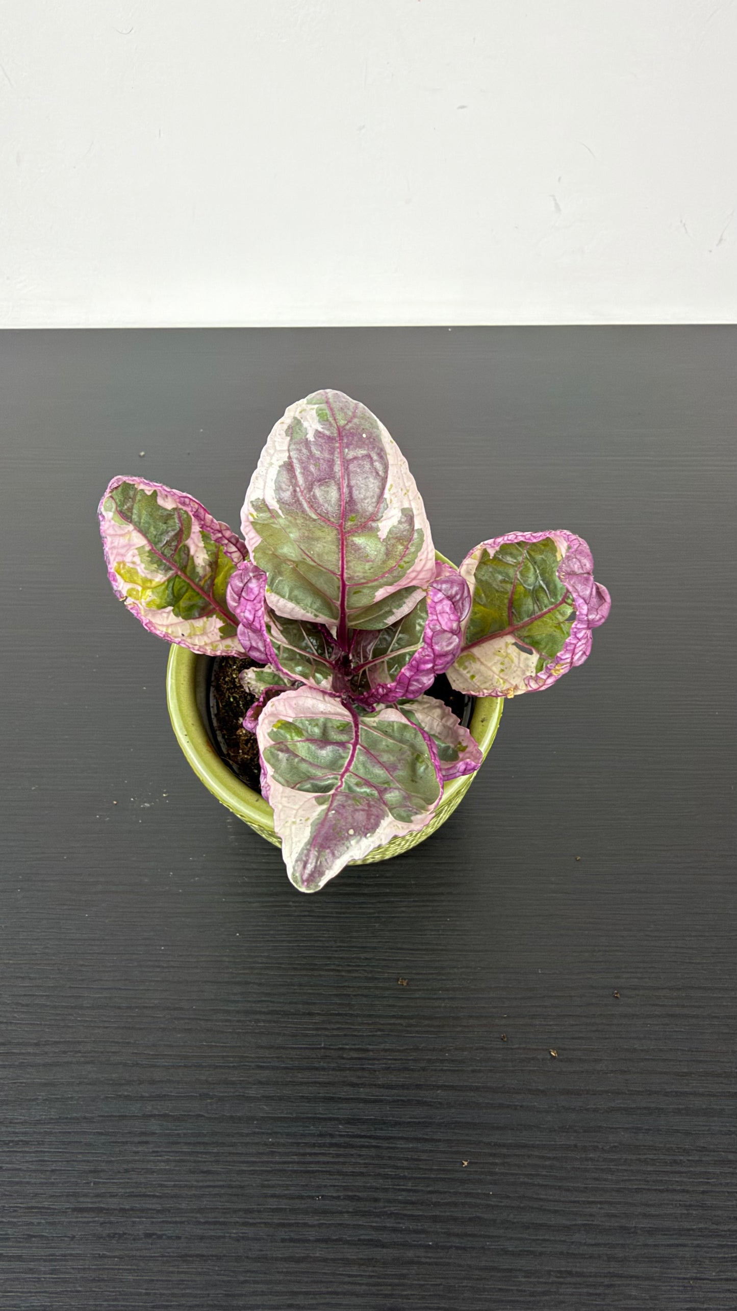 Hemigraphis Snow White