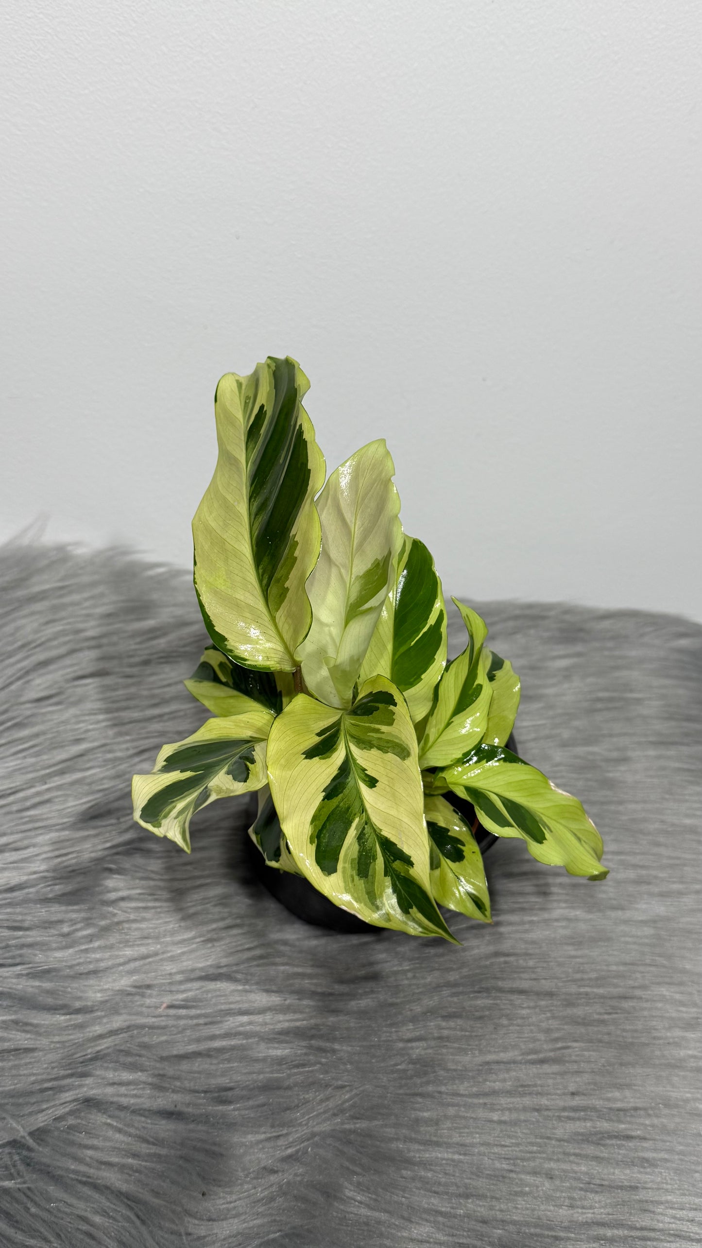 Calathea Fusion Yellow